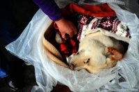 北京宠物火化殡葬中心，送别宠物忠诚伙伴