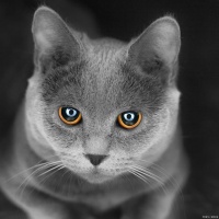 爱的荒漠中的呼唤：宠物心理学揭秘缺爱猫的特征