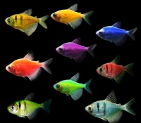 推荐新手养的十大观赏鱼！