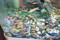 5大新手养不死的观赏鱼，你养过几种