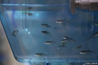 宠物鱼哪种好养活？