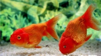 宠物鱼品种大全及图片