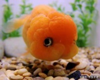 哪些观赏鱼，饲养起来比较有意思，而且饲养难度不高？