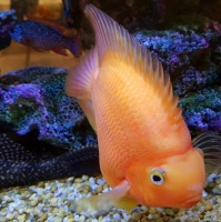 什么宠物鱼最容易养（什么宠物鱼好养活）