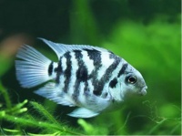 迷你鹦鹉——充满灵性的热带观赏鱼