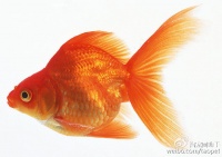 【宠物大全】金鱼百科