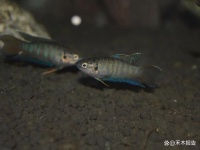 很多人当宠物养，在国内外都受欢迎，却不知它是“灭蚊能手”