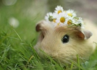 仓鼠一生，了解它们，学会饲养