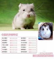 五种卖萌宠物鼠耍憨PK