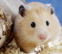 盘点七种可爱迷人的宠物鼠