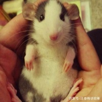 说起老鼠我们可能比较害怕，但是这几种小老鼠，会让你爱不释手！