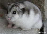 你喜欢宠物鼠吗？宠物鼠的品种及饲养方法