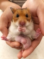 仓鼠的寿命有多长？告诉你3点死亡的迹象