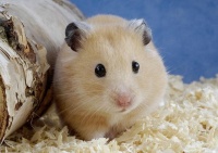 宠物老鼠知几多，看看你认识几种宠物鼠