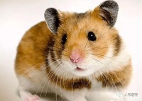 宠物鼠的分类，细数五大常见的宠物仓鼠