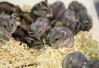 体型大的宠物鼠有哪些？