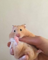 宠物鼠有哪些品种