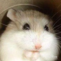 宠物鼠品种大全