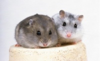 宠物鼠：明星品种