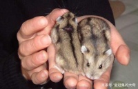 鼠年到来，盘点各类宠物鼠，你知道的有哪些呢？