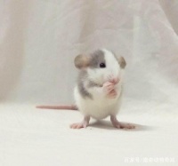 最温顺的宠物鼠，花枝鼠到底有多可爱呢？