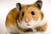 宠物鼠的分类，细数五种常见的宠物仓鼠人想养