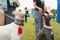 人宠和谐共处的“幸福样板”来了！