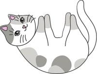 当“喵星人”遭遇医疗事故，“铲屎官”们该怎么办？