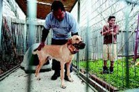 动物法庭重罚“宠物罪犯”