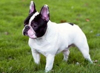 无证且无绳的宠物狗被撞死 该不该赔？怎么赔？谁来赔？