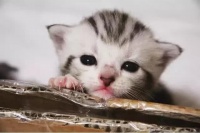 宠物猫配种引发纠纷，猫主人为购买权诉至法庭