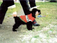 撞死宠物该不该赔精神损失