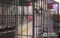 不要再把宠物店当成收容中心了，男子因拖欠寄养费被告上法庭