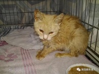 宠物医院交际花暖心大橘猫，人们因为它的去留闹上了法庭