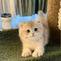 永法“枫”景丨网购“萌猫”变“瘟猫”，这个责任谁来担？