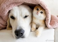 买到“星期狗”、猫咪遇到“医疗事故“......法院如何解？（一）