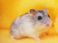 宠物鼠