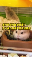 宠物鼠虽可爱但可能带病毒！ 女子接触仓鼠感染出血热