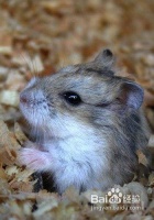 宠物鼠不宜吃的三大类食物