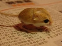 日本很火的宠物鼠--侏儒跳鼠