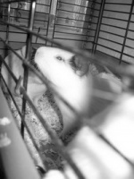 鼠年快到“耗子”也走俏