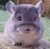 人类的玩物，宠物鼠