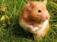 金丝熊是熊吗？龙猫是猫吗？五种最适合饲养的宠物鼠