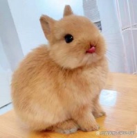 宠物兔子哪个品种好？精选宠物兔品种指南！