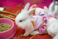 宠物兔饲养全攻略：从新手到专家，让你的小兔子快乐成长！