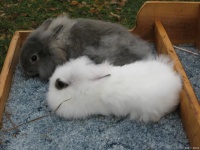 兔子品种大盘点：这些可爱的生物你都见过吗？别错过！