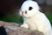 比较常见的宠物兔有哪些？怎么饲养宠物兔？