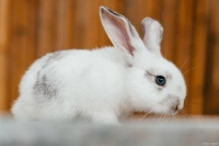 宠物兔饲养宝典：让你的小兔子健康快乐每一天！