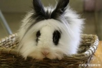 另类宠物—宠物兔