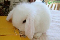 宠物兔价格多少钱一只？哪些品种受欢迎？